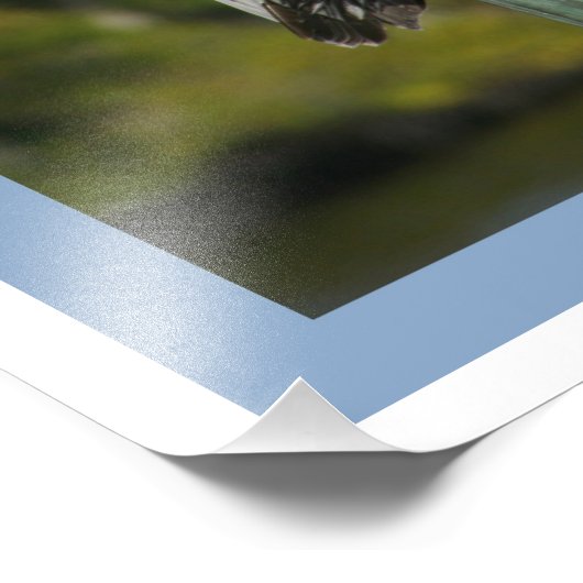 Impression Photo Pélican Brown (Coin)