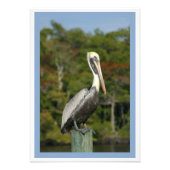 Impression Photo Pélican Brown (Devant)