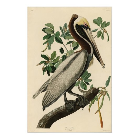 Impression Photo Pélican Brown d'Audubon's Birds of America (Devant)