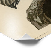 Impression Photo Pélican Brown d'Audubon's Birds of America (Coin)