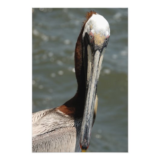 Impression Photo Pelican me regarde (Devant)
