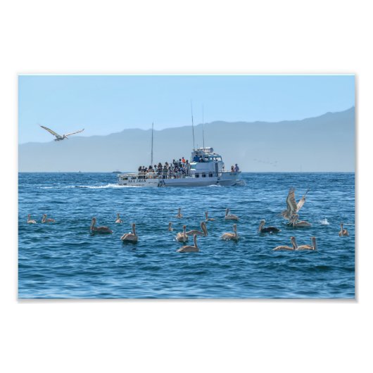 Impression Photo Pélicans Basking & Bateau - Marina Del Rey, CA (Devant)