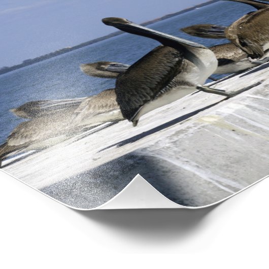 Impression Photo Pélicans dans une rangée (Coin)