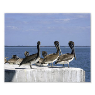 Impression Photo Pélicans dans une rangée