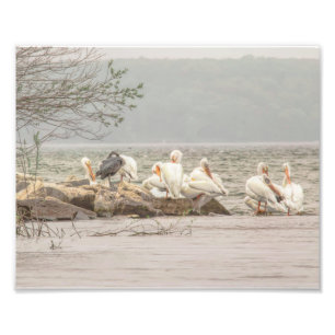 Impression Photo Pélicans et aigrettes sur la côte rocheuse