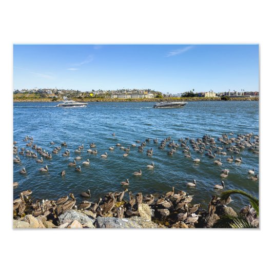 Impression Photo Pélicans - Marina Del Rey, CA (Devant)