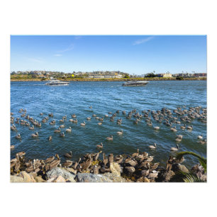 Impression Photo Pélicans - Marina Del Rey, CA