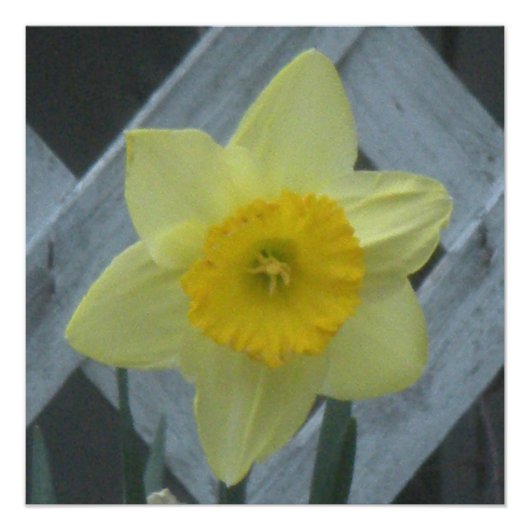 Impression Photo Pensez au printemps ! (Devant)