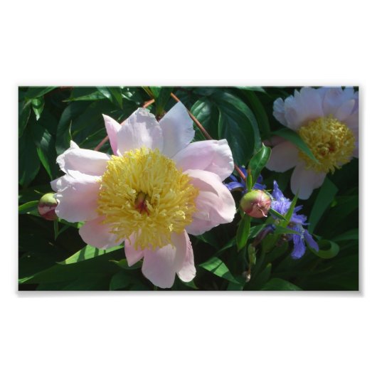 Impression Photo Peonies roses et jaunes Belle florale (Devant)