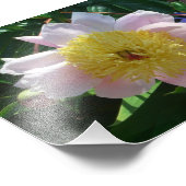 Impression Photo Peonies roses et jaunes Belle florale (Coin)