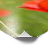 Impression Photo Pépages dans un champ de pavot (Coin)