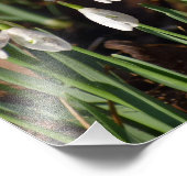 Impression Photo Perce-neige (Coin)