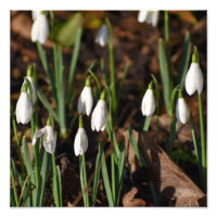 Perce-neige