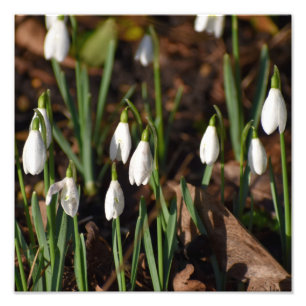 Impression Photo Perce-neige