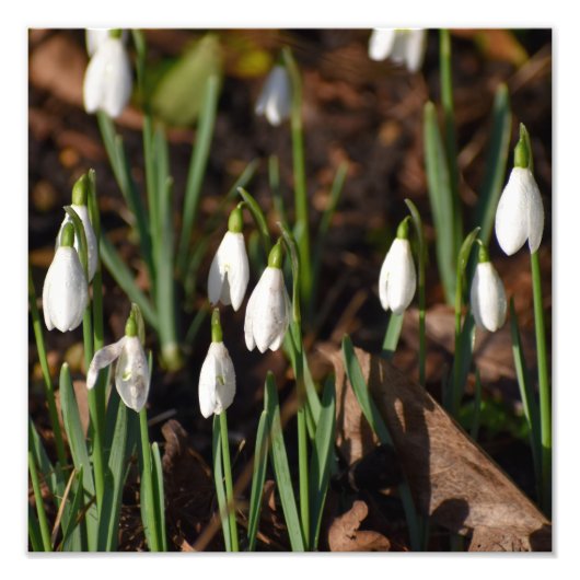 Impression Photo Perce-neige (Devant)