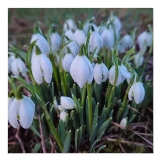 Impression Photo Perce-neige (Devant)