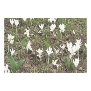 Impression Photo Perce-Neige de Printemps Fleurissent en Édition Pa