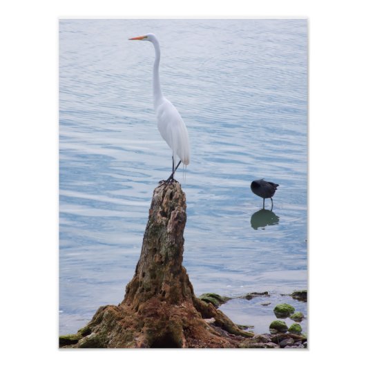Impression Photo Perche Egret (Devant)