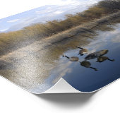 Impression Photo Perle canadienne d'oies dans l'étang (Coin)