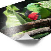 Impression Photo Perroquet à ailes rouges sur le membre de l'arbre (Coin)