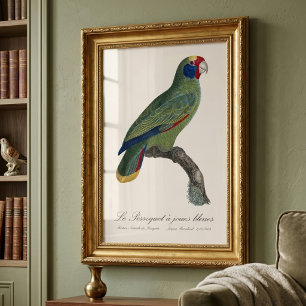 Impression Photo Perroquet à joues bleues / Amazone à queue rouge