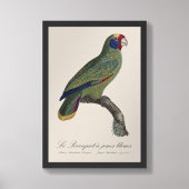 Impression Photo Perroquet à joues bleues / Amazone à queue rouge