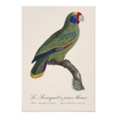 Impression Photo Perroquet à joues bleues / Amazone à queue rouge (Devant)