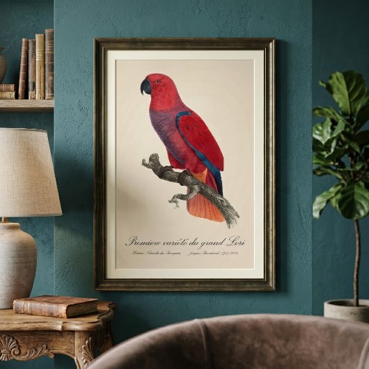 Impression Photo Perroquet Eclectus de Vosmaer, Eclectus Roratus Vo