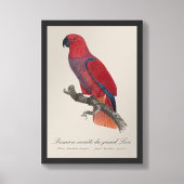 Impression Photo Perroquet Eclectus de Vosmaer, Eclectus Roratus Vo
