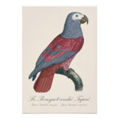 Impression Photo Perroquet Gris d'Afrique Psittacus Erithacus Facte (Devant)