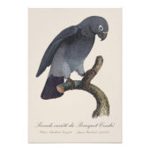 Impression Photo Perroquet gris Timneh, Psittacus Timneh (Devant)