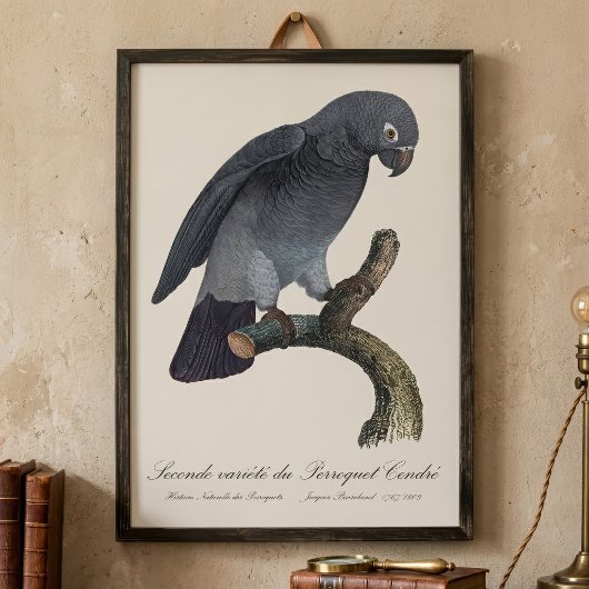 Impression Photo Perroquet gris Timneh, Psittacus Timneh