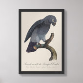 Impression Photo Perroquet gris Timneh, Psittacus Timneh