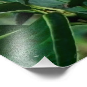 Impression Photo Perroquet vert (Coin)