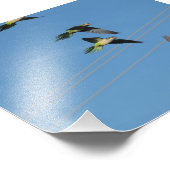 Impression Photo Perroquets de moine (Coin)