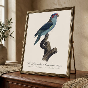 Impression Photo Perruche a bandeau rouge / Musk Lorikeet