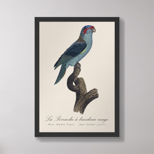 Impression Photo Perruche a bandeau rouge / Musk Lorikeet