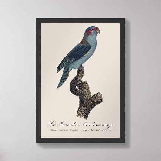 Impression Photo Perruche a bandeau rouge / Musk Lorikeet