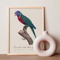 Perruche a tete bleue, femelle / Rainbow lorikeet,
