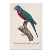 Impression Photo Perruche a tete bleue, femelle / Rainbow lorikeet, (Devant)
