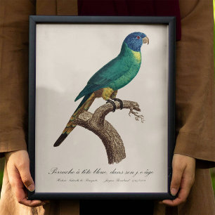 Impression Photo Perruche à tête bleue / Perruche arc-en-ciel, juvé