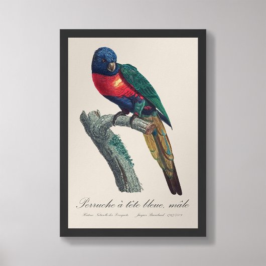 Impression Photo Perruche a tete bleue / Rainbow lorikeet