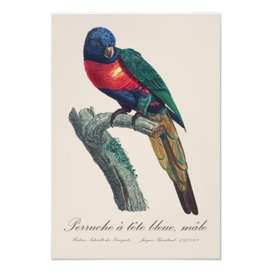 Impression Photo Perruche a tete bleue / Rainbow lorikeet (Devant)