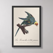 Impression Photo Perruche a Tete Jaune / Perruche de Caroline