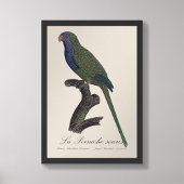Impression Photo Perruche Moine, Myiopsitta Monachus