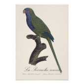 Impression Photo Perruche Moine, Myiopsitta Monachus (Devant)