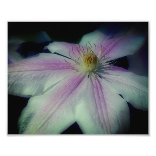 Impression Photo Pétales De Fleur Clematis Près 8x10 (Devant)
