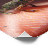 Impression Photo Petit Bébé mou crapaud / Tadpole (Coin)