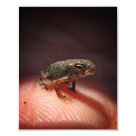 Impression Photo Petit Bébé mou crapaud / Tadpole (Devant)