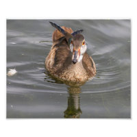 Petit canard à bois mâle sur étang